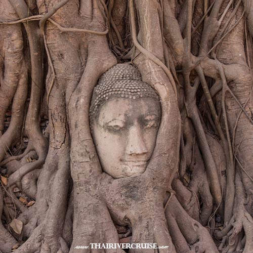 Plan a hassle-free Ayutthaya Day Tour from Bangkok. See the Buddha head in the tree, explore ancient ruins, find the best Ayutthaya tours