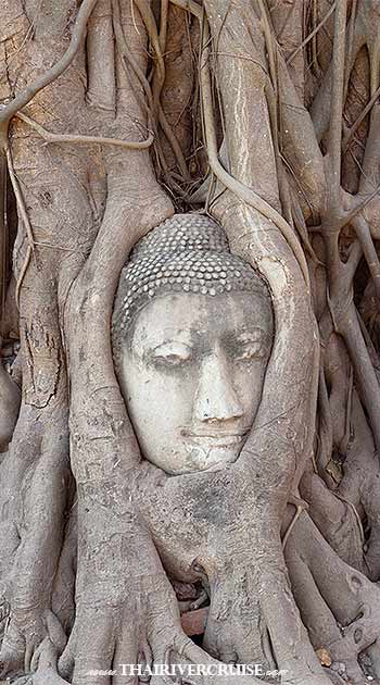 Grand Pearl Cruise Ayutthaya - Grand Pearl Cruise Ayutthaya package typically includes visits to several of the most significant sites. Be sure to bring your camera for these awe-inspiring landmarks: Wat Mahathat: Home to the iconic, world-famous Buddha head entwined within the roots of a banyan tree. It's an essential photo opportunity and a symbol of Ayutthaya's enduring spirit.