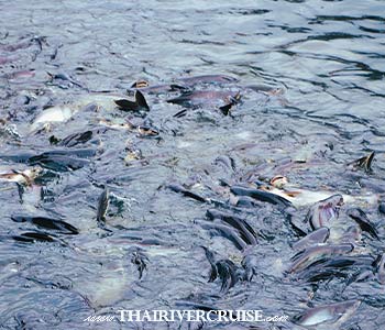 Feeding catfish in Bangkok's canals (known as khlongs) is a popular, iconic activity. You can easily experience this - The Hidden Bangkok River Boat Tour to Big Buddha, Klong Bangluang